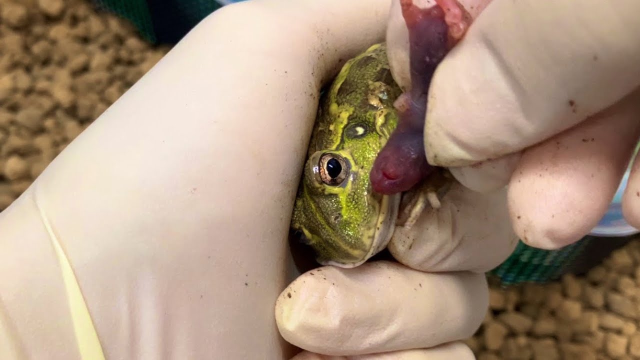 激レアなアフリカウシガエルがこちら Very rare African bullfrog