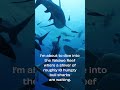Diving with bull sharks in Fiji