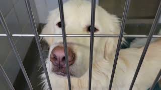 acs A685475