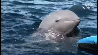 This Cute Irrawaddy Dolphin Is A Rare, Endangered Species | Kritter Klub