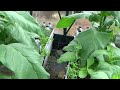 Tobacco Progress Wedding Air New Zealand #greenhouse #garden #farming #tobaccotalk #tobacco #wedding