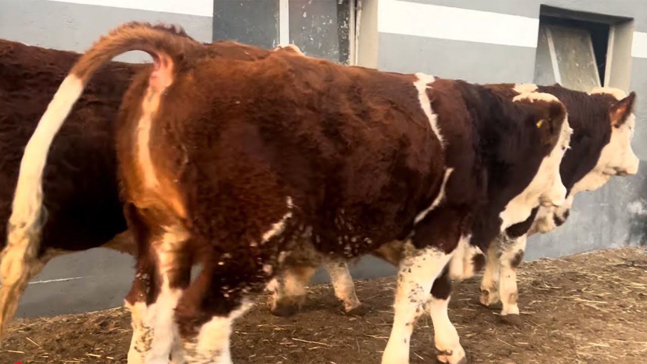 Şahin'i yolcu ettik