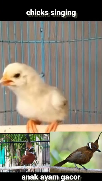 Cililin gacor nyamar anak ayam | Chicks Singing #shorts #birds #burung #chicks