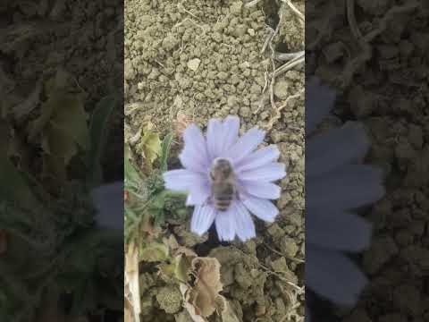 منظر رائع لصوت نحلة سبحان الله و هي ترعى على رحيق ازهار