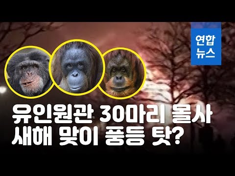 &amp;quot;풍등 때문?&amp;quot;…동물원 화재로 침팬지 등 30여마리 죽어 / 연합뉴스 (Yonhapnews)
