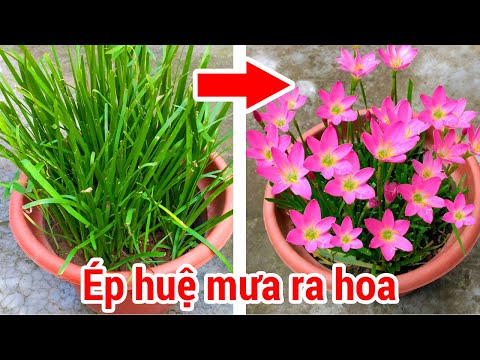 Video: Vườn Mưa Cây Hoa