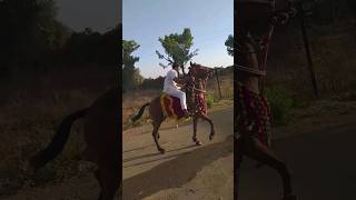 ઘોડીના શોકીન @dhavalmor7559 #ahir #horse #horseriding #villagelife #ghoda #ghodi #kathiyawadi