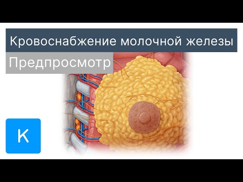 Кровоснабжение молочной железы (предпросмотр) - Анатомия человека | Kenhub