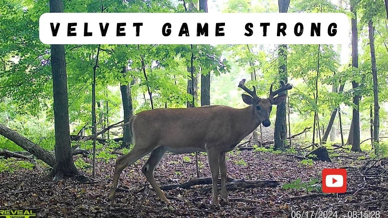 Whitetail Buck and Impressive June Velvet | Trail Camera Videos