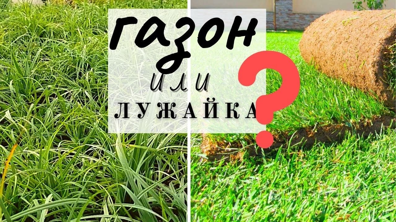 Чем заменить газон: 2 идеальных многолетника для малоуходной лужайки - Мазус ползучий и Осока флакка