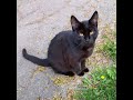 Свежевыброшеная чёрная кошка уже стерилизована и ищет дом 20.05.2021