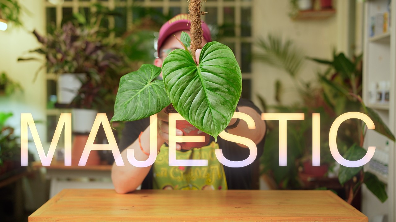 Cómo cuidar tu Philodendron Majestic: guía completa paso a paso
