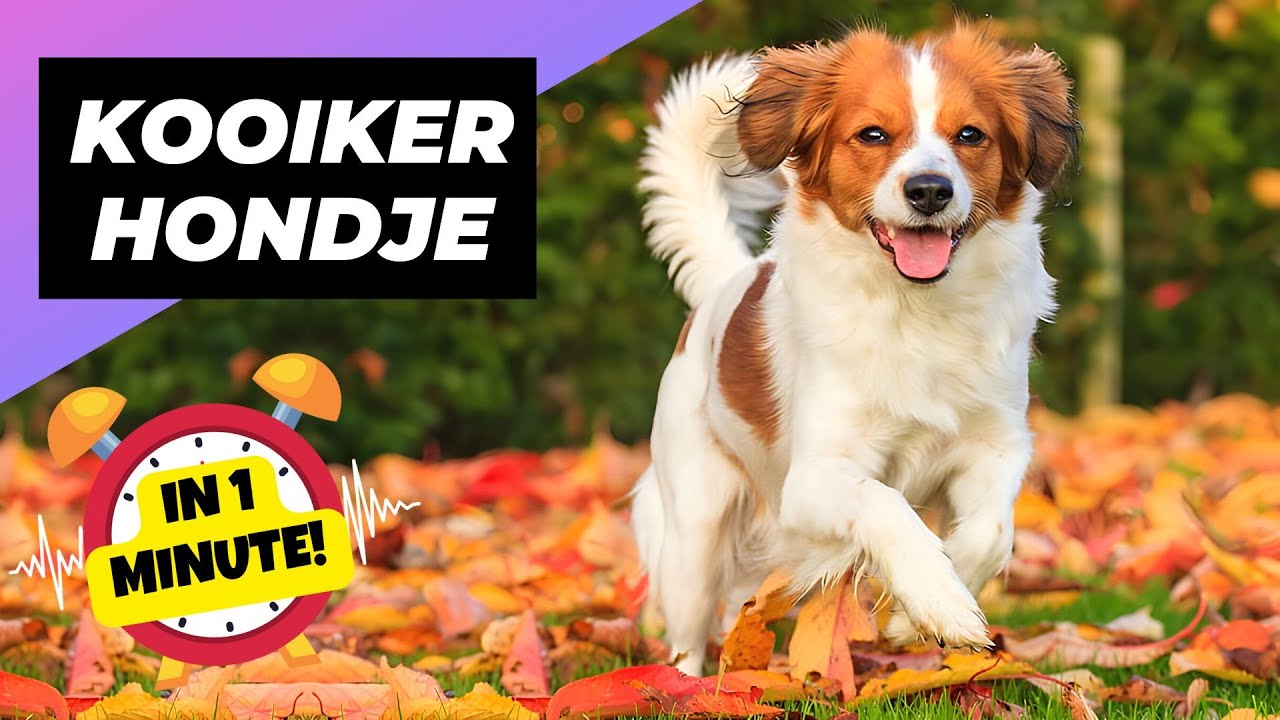 Nederlandse Kooikerhondje 🐶 The Rare Duck-Hunting Dogs! | 1 Minute