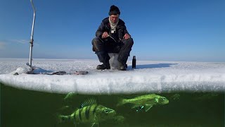 Рыбалка на Чудском озере 2022 / / Ice fishing for perch Estonia 2022