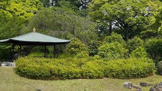 Explore Ninomaru Garden & Wisteria viewing.