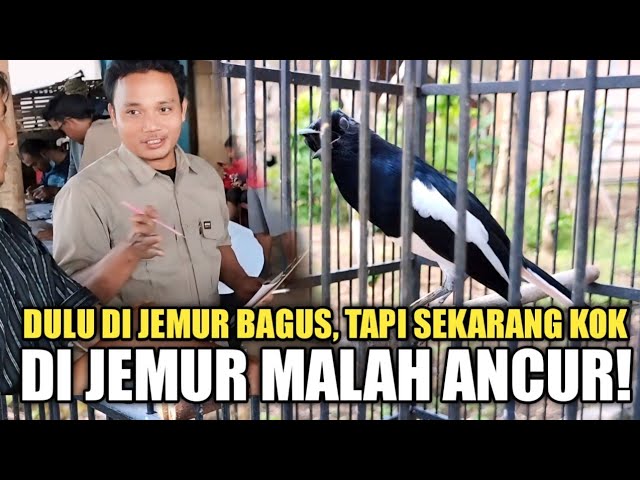 SOLUSI KACER SALTO SAAT DIJEMUR | KACER STRES SALTO | Cara Merawat Kacer | Mbagong Channel class=