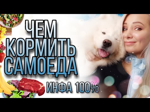 Чем кормить самоеда, три правильных варианта