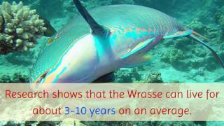 11 Most Amazing Facts You Should Know About Wrasse by Planet Fauna 563 views 6 years ago 1 minute, 56 seconds