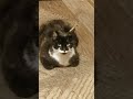 Мне всё равно что скажут обо мне 😼🤔 #жизнь #цитаты #мудрость