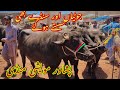 Peshawar kala mandi gt road part2 maweshi mandi pakistan barka mandi 2024 bakra eid