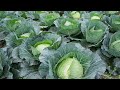 Cabbage growing in Uganda