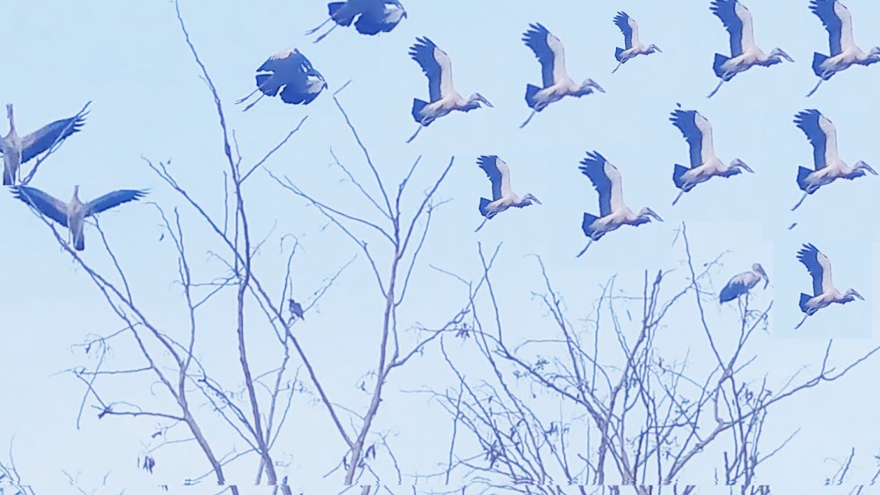 Birds of Bengal // বাংলার কিছু পাখি 