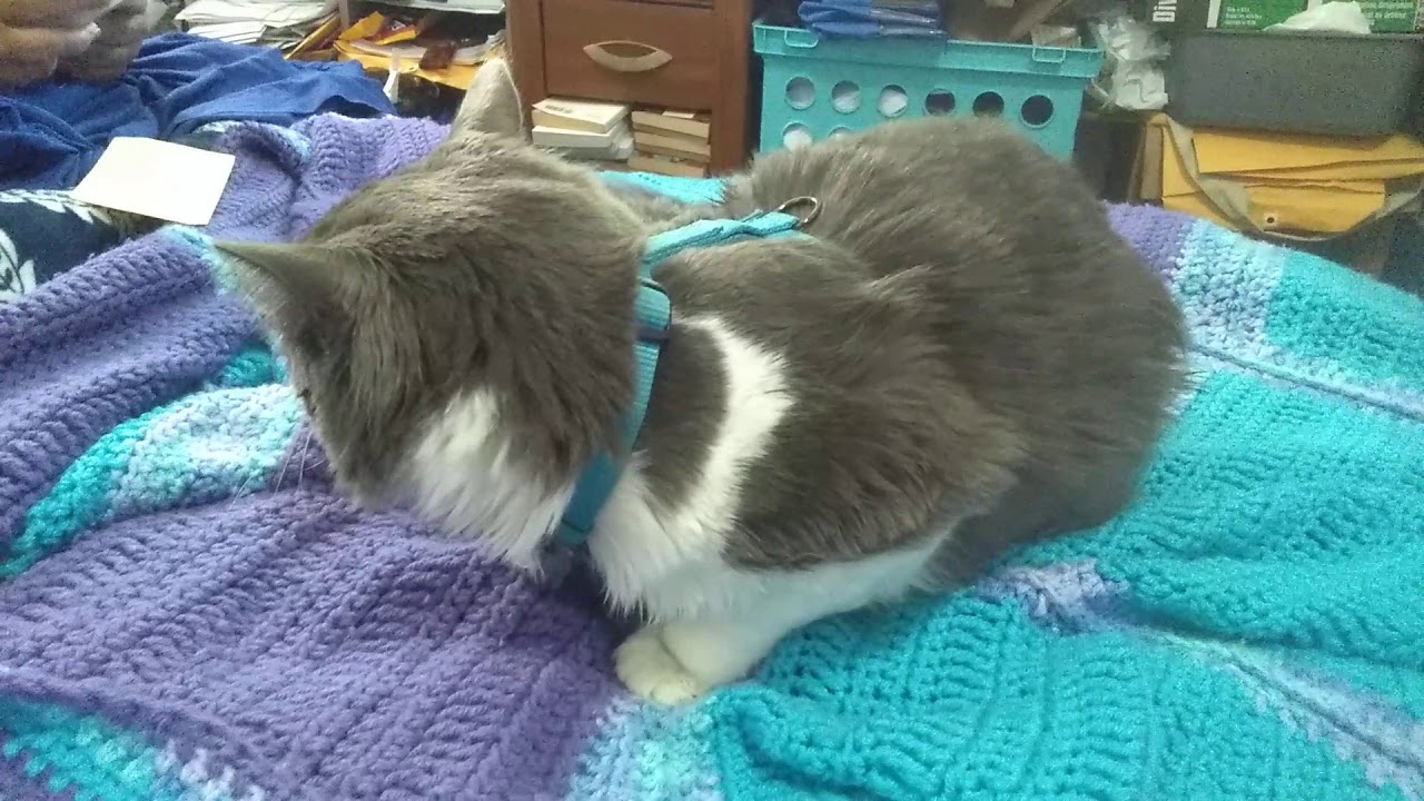 Feline hyperesthesia YouTube