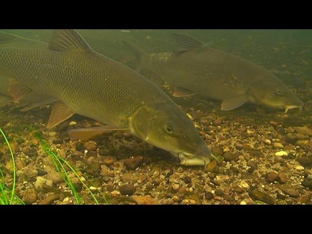 Barbel - Bait Dropping & Real Time Underwater Swim Build Up 