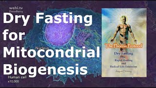 Stimulate Mitochondrial Biogenesis With Dry Fasting