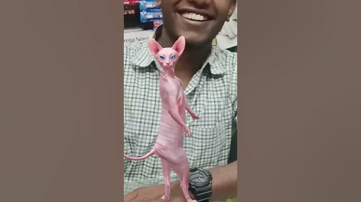 Video 7793421: sphynx funny catlover kitten, kitten sphynx catlover cute, sphynx cats catlovers, sphynx cute catlover dance, sweet sphynx