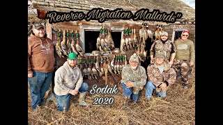 &quot;Reverse Migration Mallards&quot; SoDak 2020