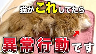 【保存版】猫がしてたら危険な異常行動10選