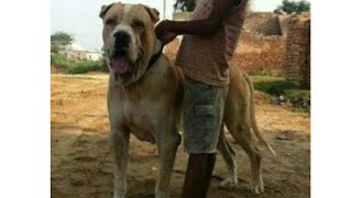 Pakistani Bully Kutta for sale in India