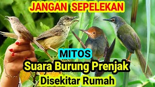 Jangan Sepelekan Ini Mitos Suara Burung Prenjak / Ciblek Disekitar Rumah