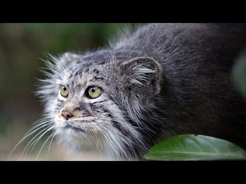 Manul - NEJZLEJŠÍ kočka na světě. Zajímavosti o manulech.