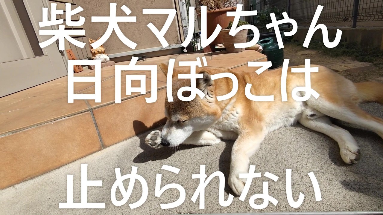 柴犬マルちゃん🐕‍🦺🚶‍♂️　日向ぼっこは止められない🌞🥰👍　ご機嫌だよ👍 　 #ShibaInu Maru-chan