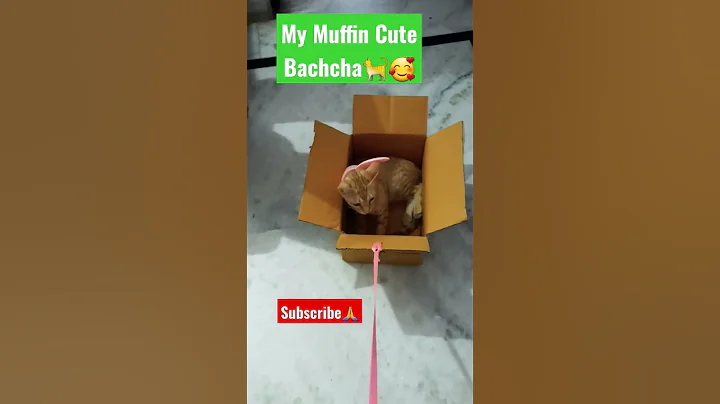 Watch the video about Do You Love Cats🐈🥰 || cat meow #shortsfeed #cat #viral #shorts #trending #ytshorts #catlover