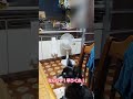まんまくだしゃいをするチワワ犬#shorts