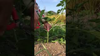 Maximize Physalis Yield: Simple Pruning Hack for Tomatillos and Groundcherries! #shorts