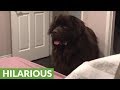 Mom documents hilarious bedtime routine with huge Newfoundland