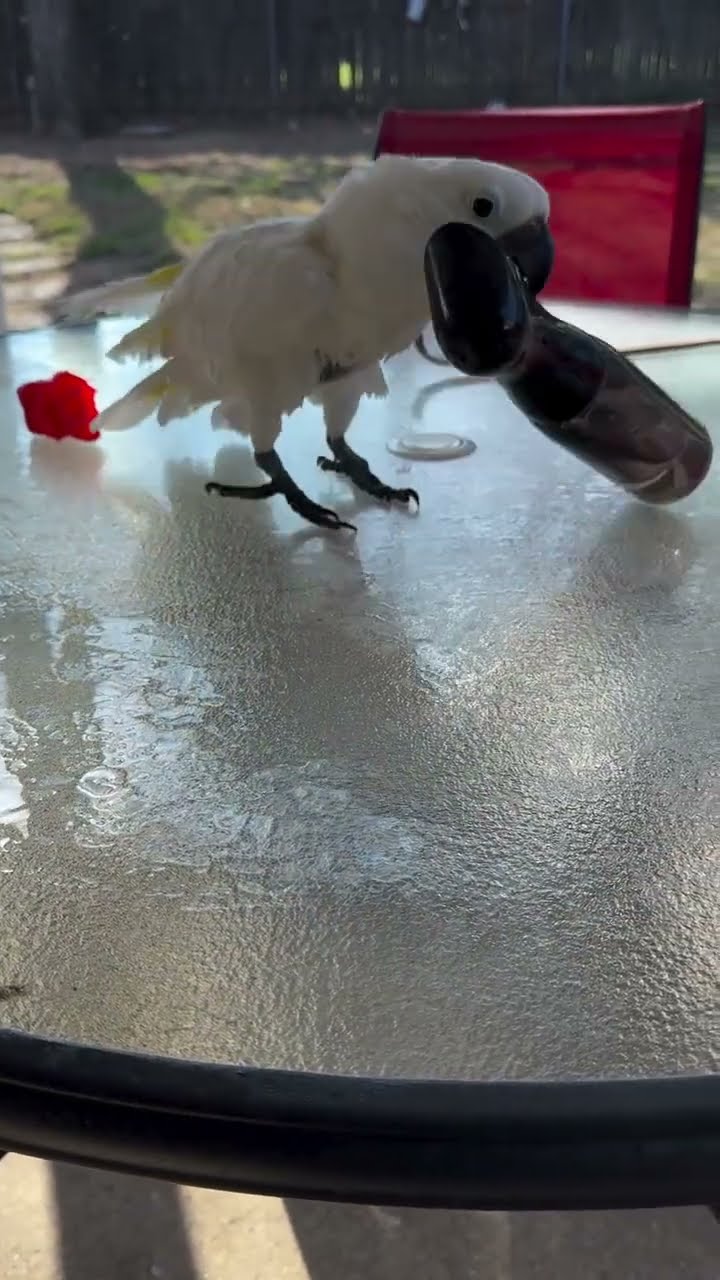 Cockatoo Punishes Spray Bottle || ViralHog