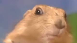 Celebrity Dramatic Chipmunk Returns – The Ultimate Stare 🤯🐿️ Profile