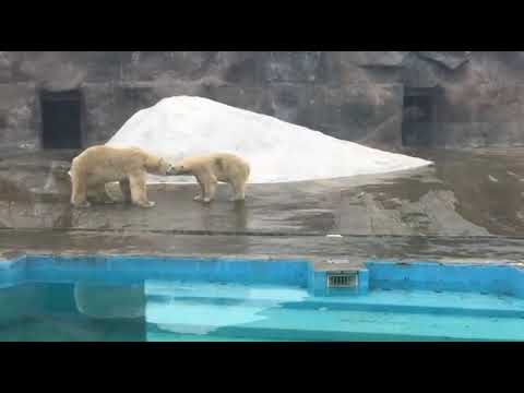 Aurora and Baloo first meeting