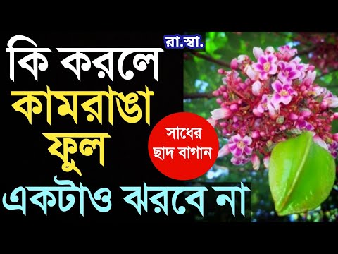 কামরাঙা গাছের ফুল থেকে প্রচুর কামরাঙা পাবার শর্টকাট টিপস্; Care Of Star Fruit After Flowering Period