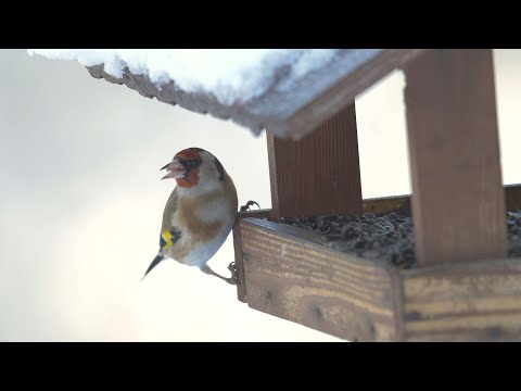 Video: Kde Ptáci Tráví Zimu?
