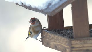 Zimní přikrmování ptáků