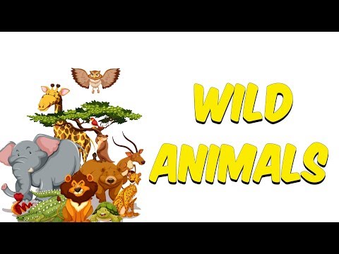 8 dk'da English Wild Animals (İngilizce Vahşi Hayvanlar)