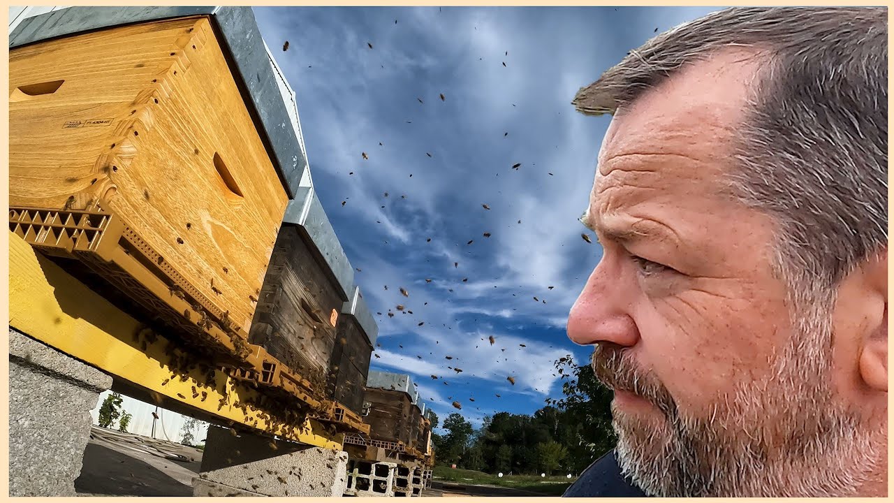 T'as voulu voir des ruches...  [S06E33]