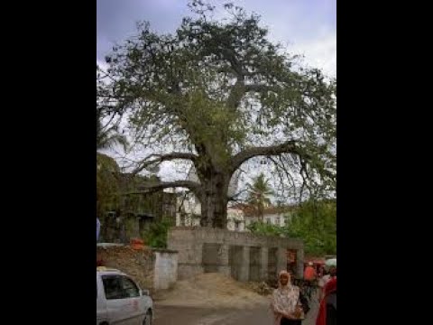 MJENZI WA NYUMBA TZ Je Miti Mikubwa Inapaswa Iwe Umbali Gani Kutoka Kwenye Nyumba