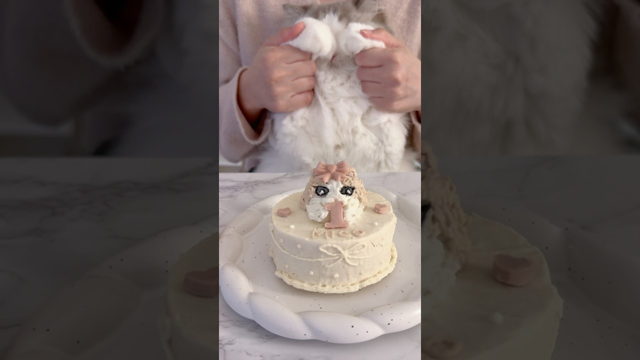Celebrating My Ragdoll's Special Day!愛猫の誕生日をお祝いしたよ!
